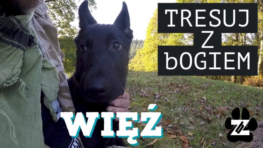 Tresura owczarka niemieckiego: Kompletny przewodnik (+sekrety!)