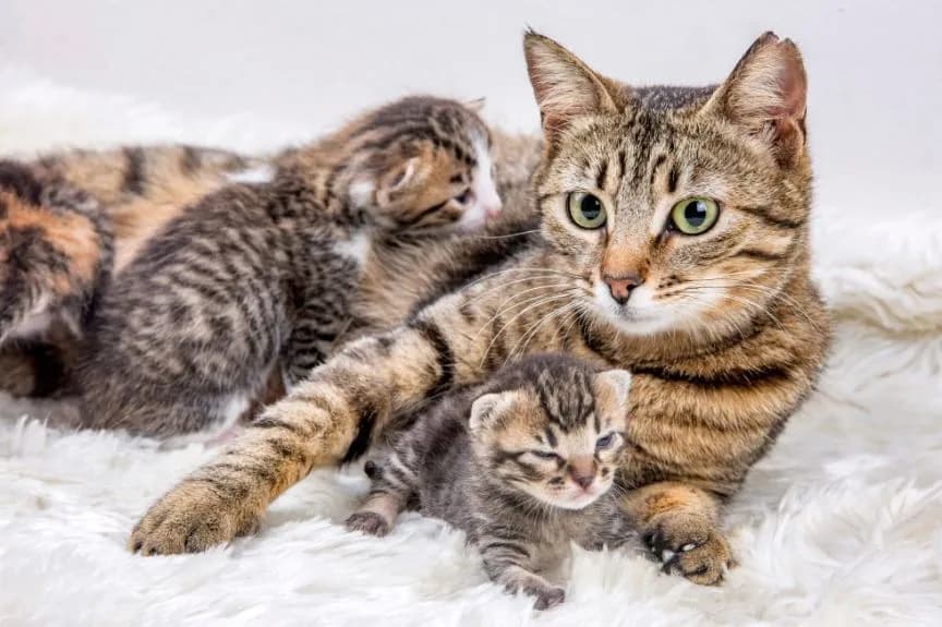 Kotka nie karmi kociąt: Przyczyny i kompletny plan ratunkowy.