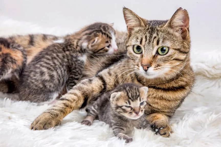 Kotka nie karmi kociąt: Przyczyny i kompletny plan ratunkowy.