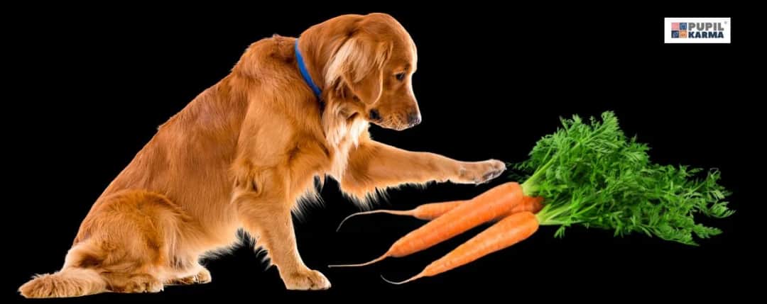 Czy pies może jeść surową marchewkę? Poznaj zasady i korzyści