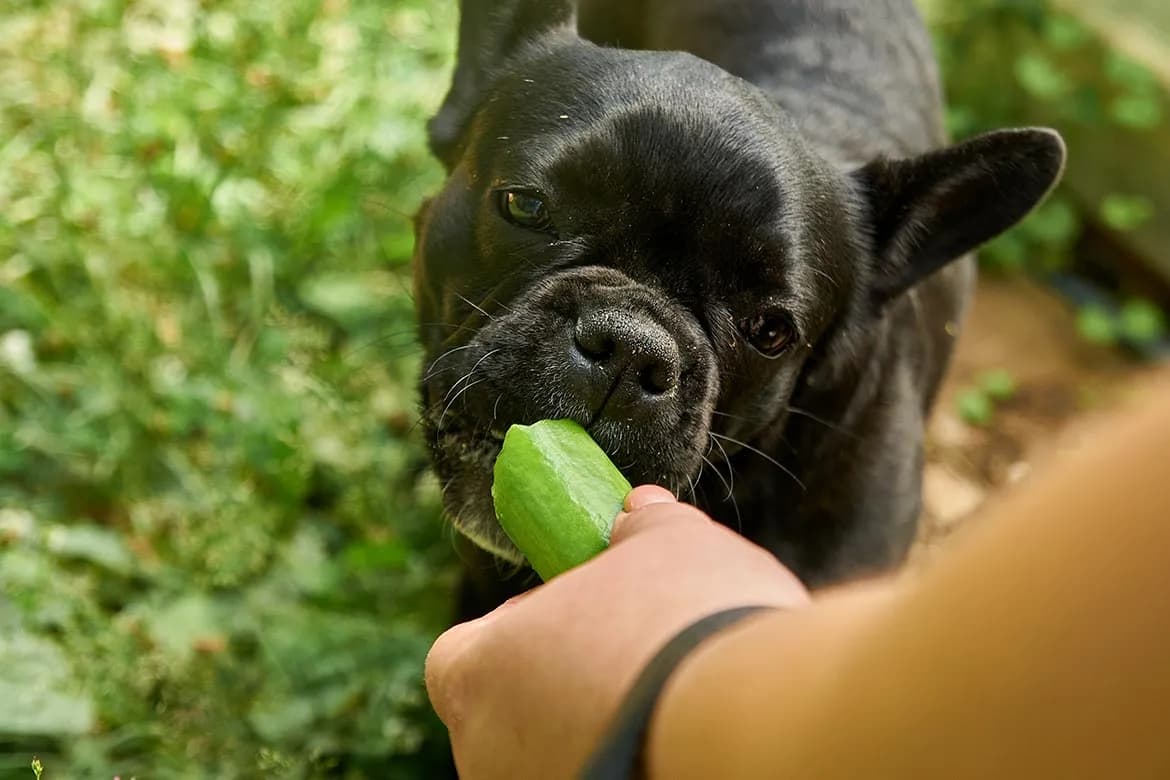 Ogórek dla psa: Bezpieczny przysmak czy zagrożenie? Sprawdź!