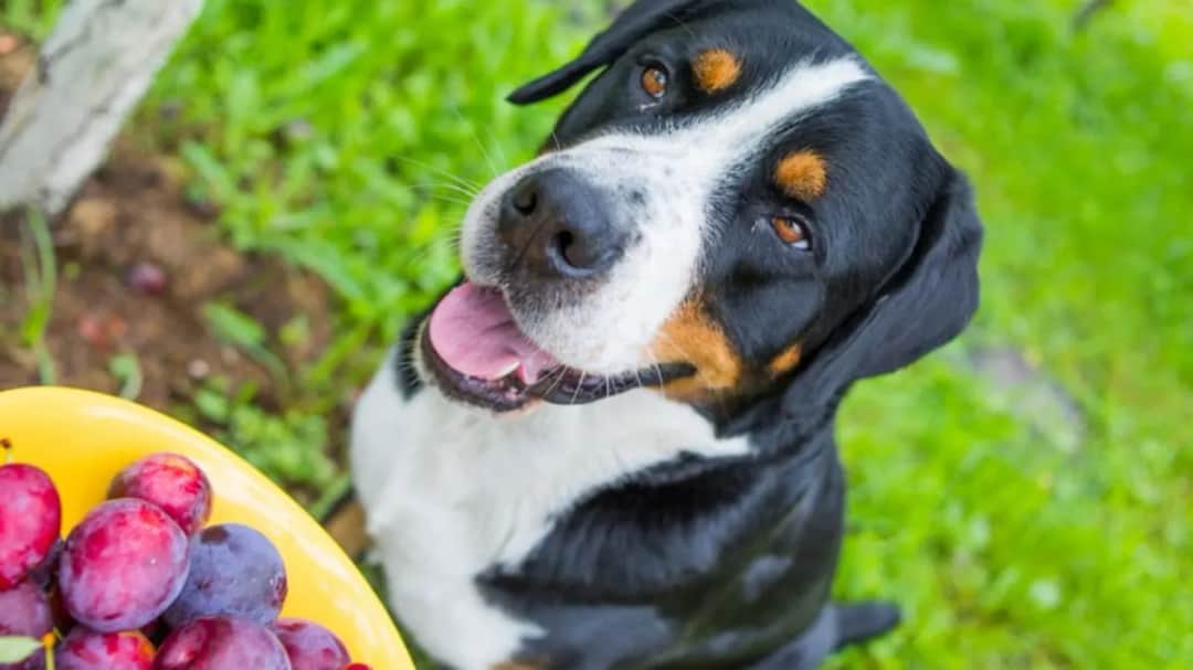 Śliwki dla psa: Tak czy nie? Pestka kryje śmiertelne ryzyko