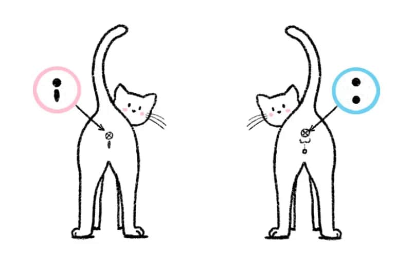 Jak rozpoznać płeć kota? Odległość i kształt zdradzają prawdę