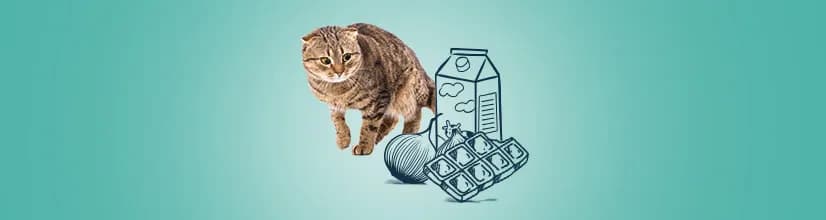 Banan dla kota: Tak, ale ostrożnie! Poradnik weterynarza