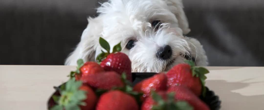 Pies i truskawki: Jak bezpiecznie podawać je swojemu pupilowi?