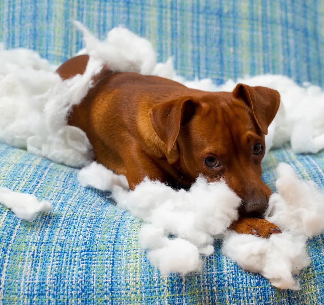 Koniec z gryzieniem! Jak oduczyć szczeniaka skutecznie i z miłością