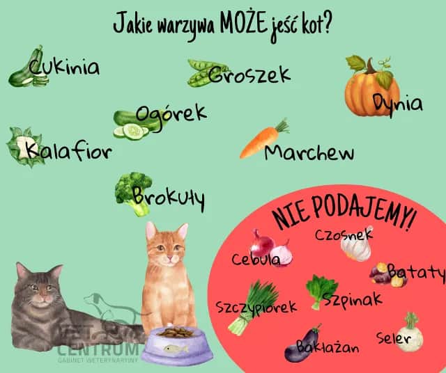 Owoce dla kota: Co bezpieczne, a co śmiertelnie groźne?