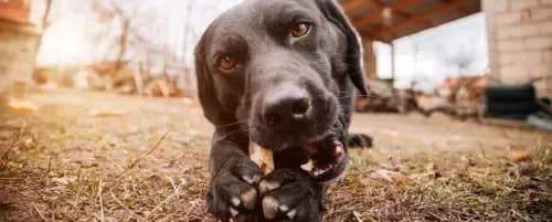 Kości z indyka dla psa: Bezpieczne czy śmiertelne zagrożenie?