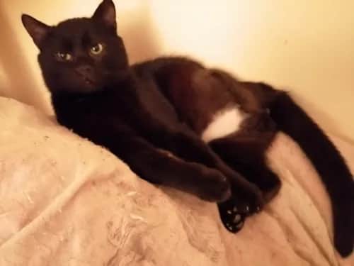 Kości dla kota: Śmiertelna pułapka? Fakty i bezpieczne alternatywy