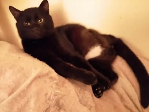 Kości dla kota: Śmiertelna pułapka? Fakty i bezpieczne alternatywy