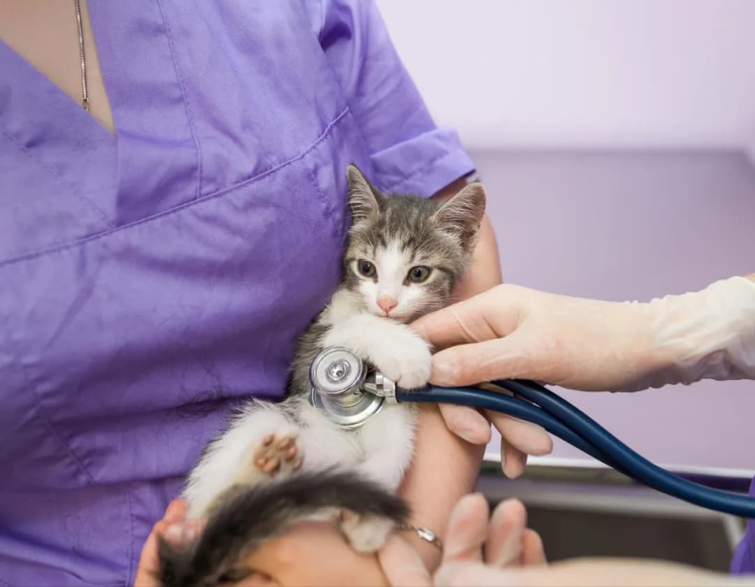 Kastracja kotki: Kiedy najlepiej? Porady eksperta i korzyści