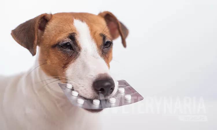 Odrobaczanie szczeniaka: Kiedy, jak, czym? Kompletny poradnik