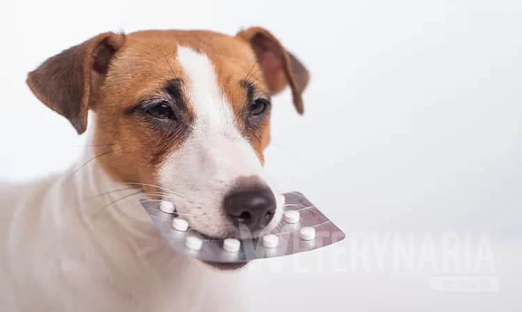 Odrobaczanie szczeniaka: Kiedy, jak, czym? Kompletny poradnik