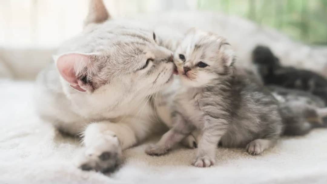 Kiedy kotki zaczynają chodzić? Etapy rozwoju i pierwsze kroki