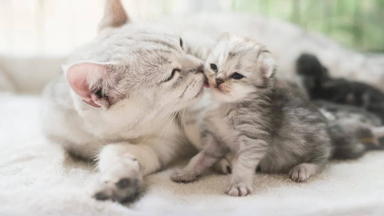 Kiedy kotki zaczynają chodzić? Etapy rozwoju i pierwsze kroki