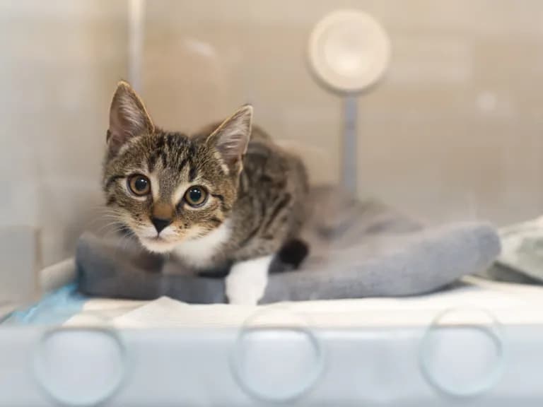 Odrobaczanie kota niewychodzącego: Co 6 czy 12 miesięcy?