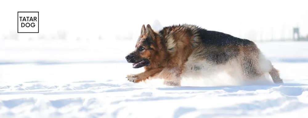 Owczarek niemiecki długowłosy: Jak karmić szczeniaka zdrowo?