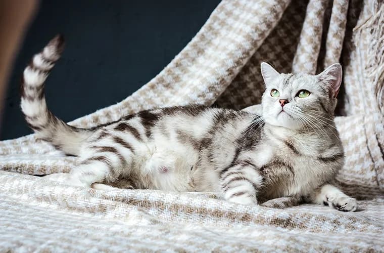 Tak, karmiąca kotka może zajść w ciążę! Jak uniknąć zagrożeń?