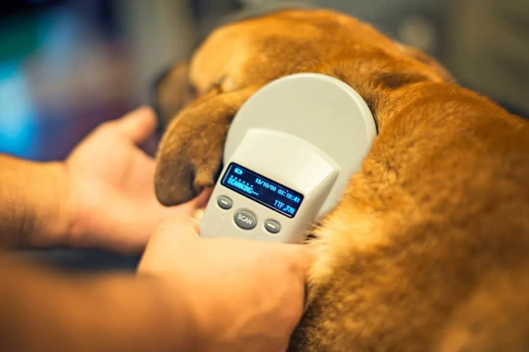 Po co chip dla psa? Obowiązek, koszty, bezpieczeństwo Wiesz wszystko?