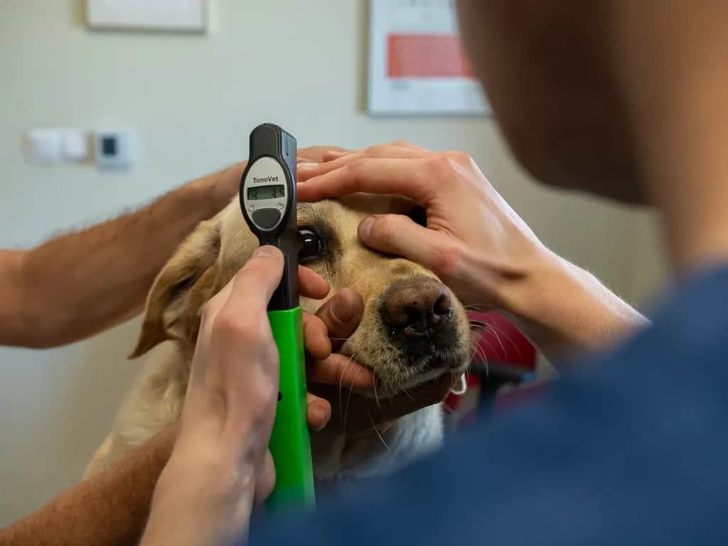 Weterynarz: Kiedy umówić wizytę, a kiedy jechać od razu?