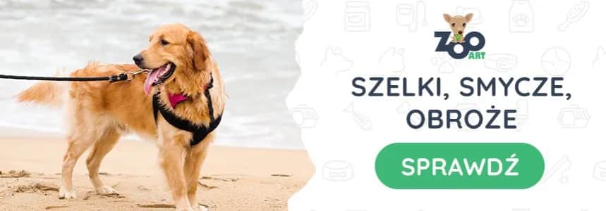 Golden Retriever: Jaka obroża ochroni jego sierść i szyję?