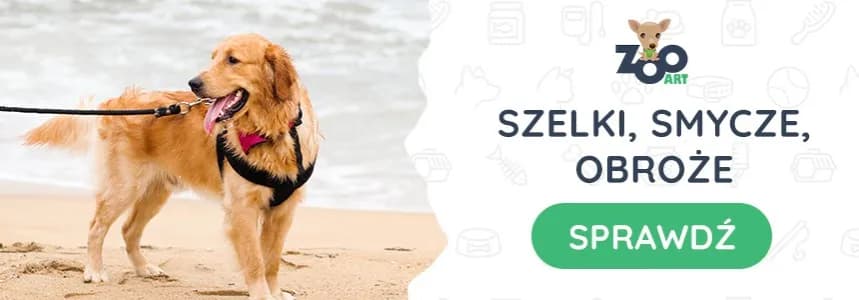 Golden Retriever: Jaka obroża ochroni jego sierść i szyję?