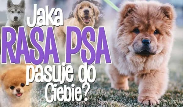 Test na rasę psa: Jaki pies pasuje do Ciebie? Uniknij błędów!