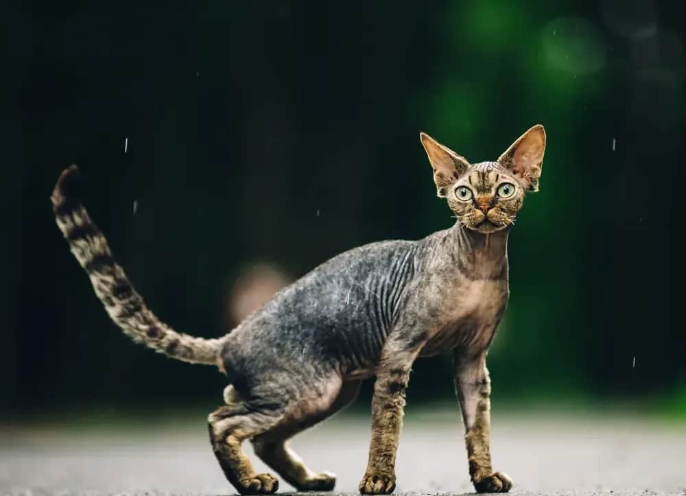 Devon Rex: Ile naprawdę kosztuje? Pełny budżet właściciela.