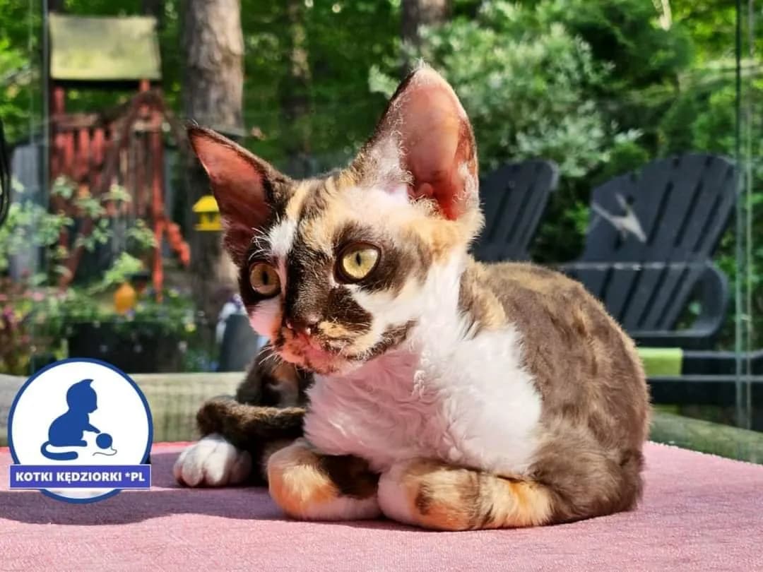 Devon Rex hodowla: Jak wybrać odpowiedzialnego hodowcę?