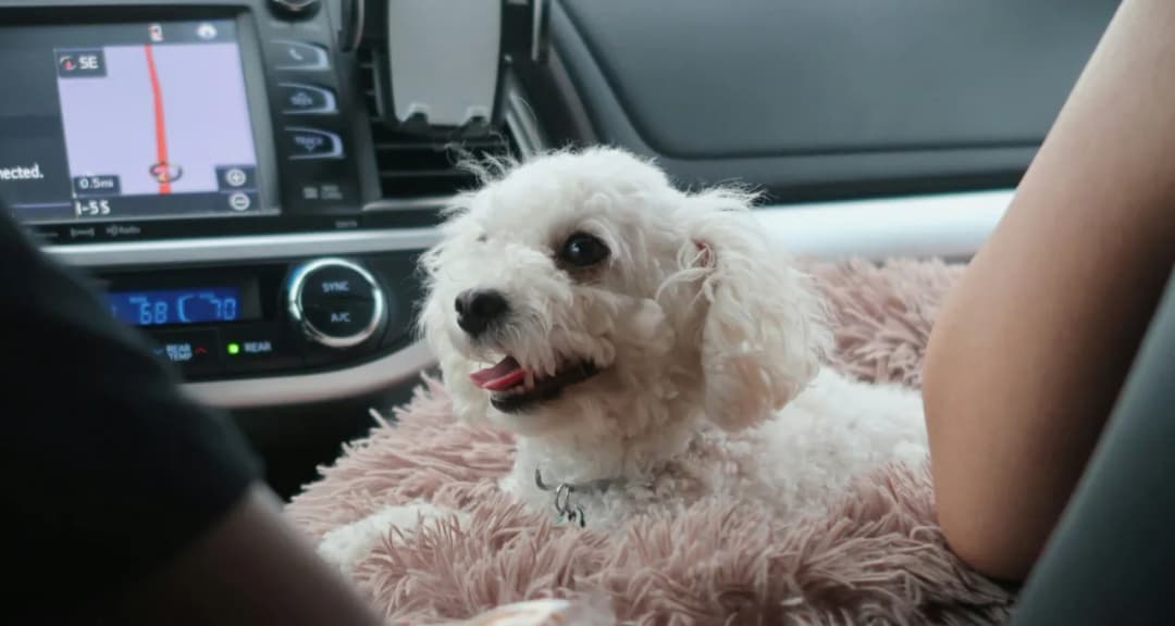 Paszport dla psa: 190 zł? Sprawdź, jak go wyrobić i uniknij błędów