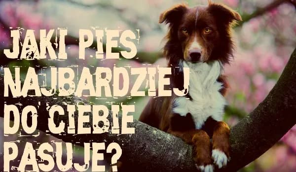 Jaki pies pasuje do Ciebie? Kompletny przewodnik i test.