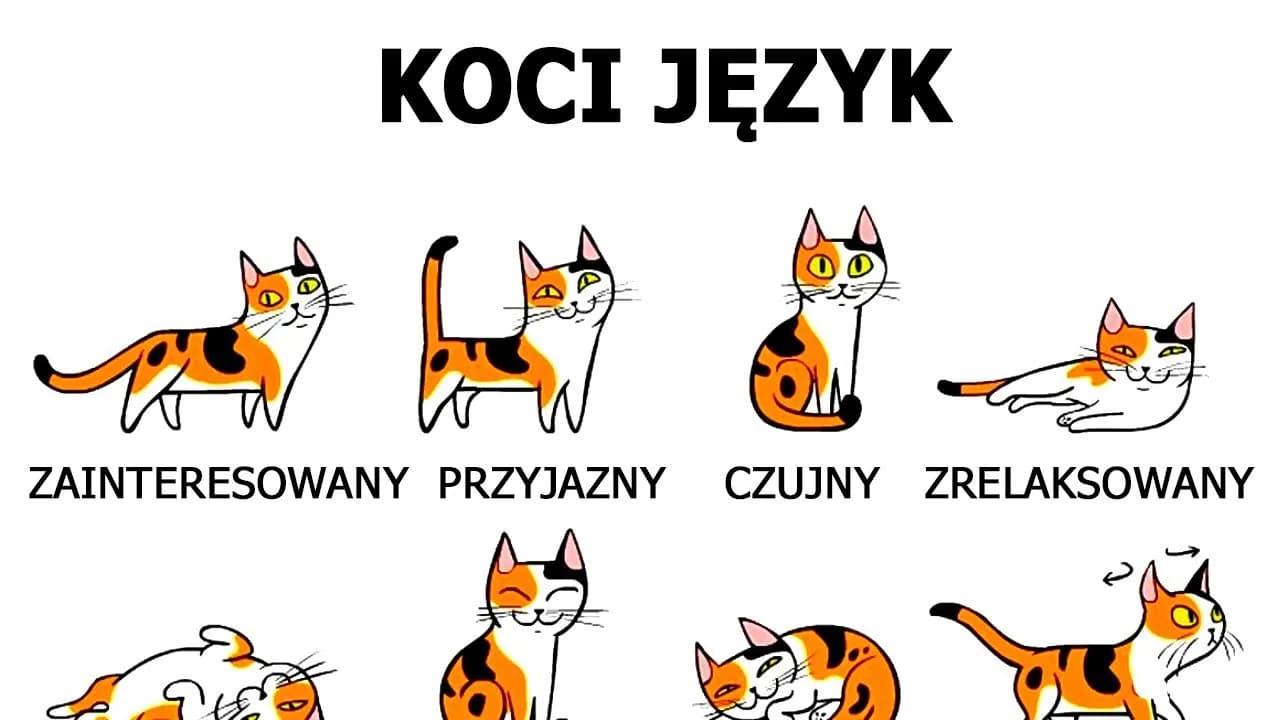 Jak rozpoznać kotkę od kota? Pewny sposób pod ogonem!