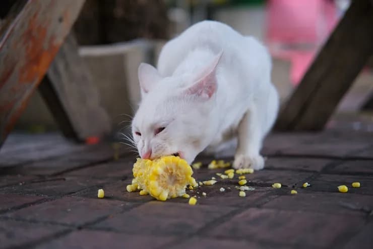 Kukurydza dla kota: Czy jest bezpieczna? Ekspert radzi!