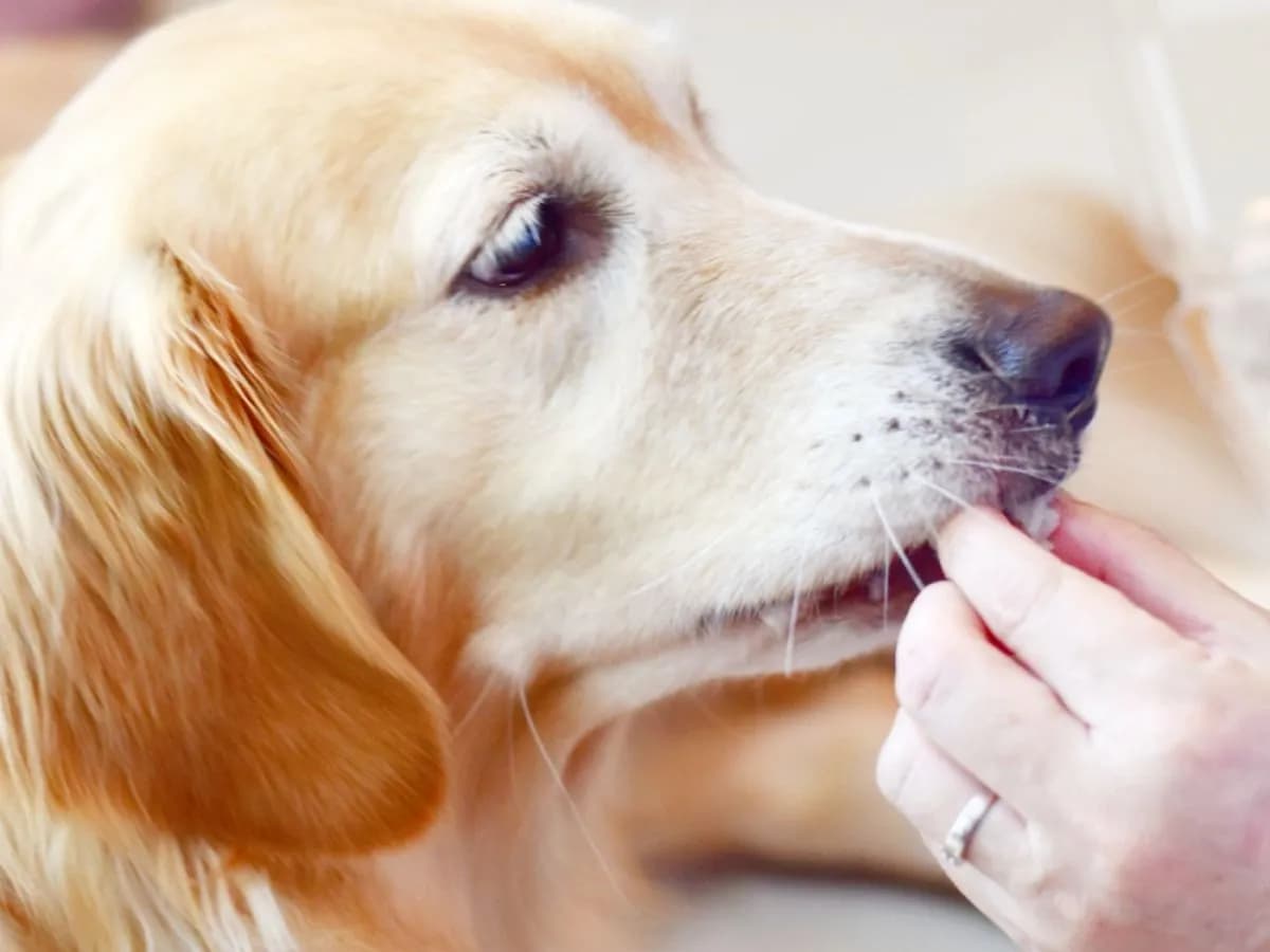 Czy pies może jeść pasztet? Poznaj ryzyko i bezpieczne zamienniki