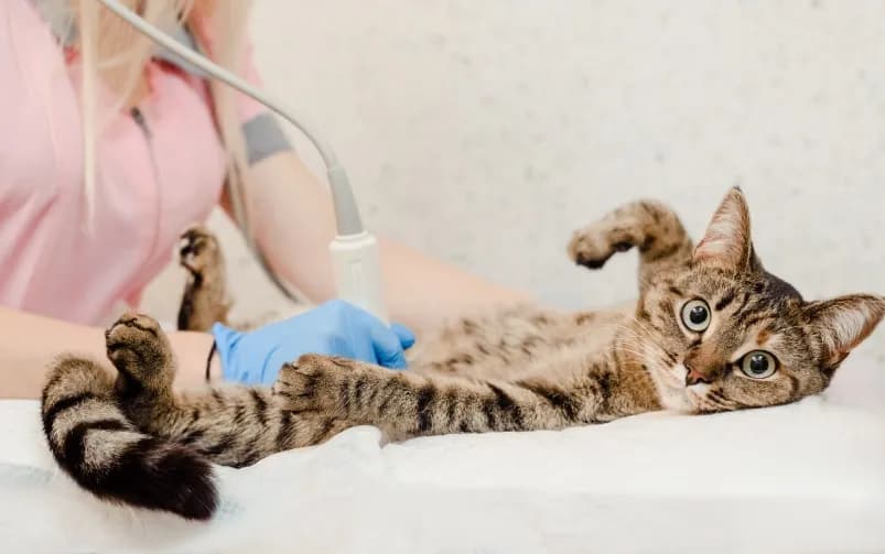 Sterylizacja kotki: Jak przygotować ją bezpiecznie i bez stresu?