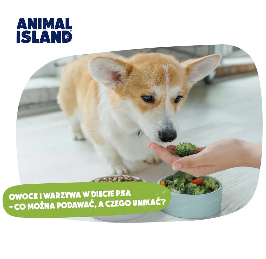 Kiedy szczeniak może jeść owoce? Bezpieczne smaki dla pupila