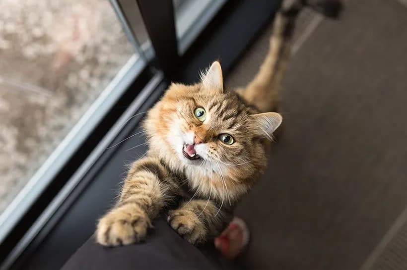 Ruja u kotki: 7-10 dni. Rozpoznaj objawy i znajdź spokój!