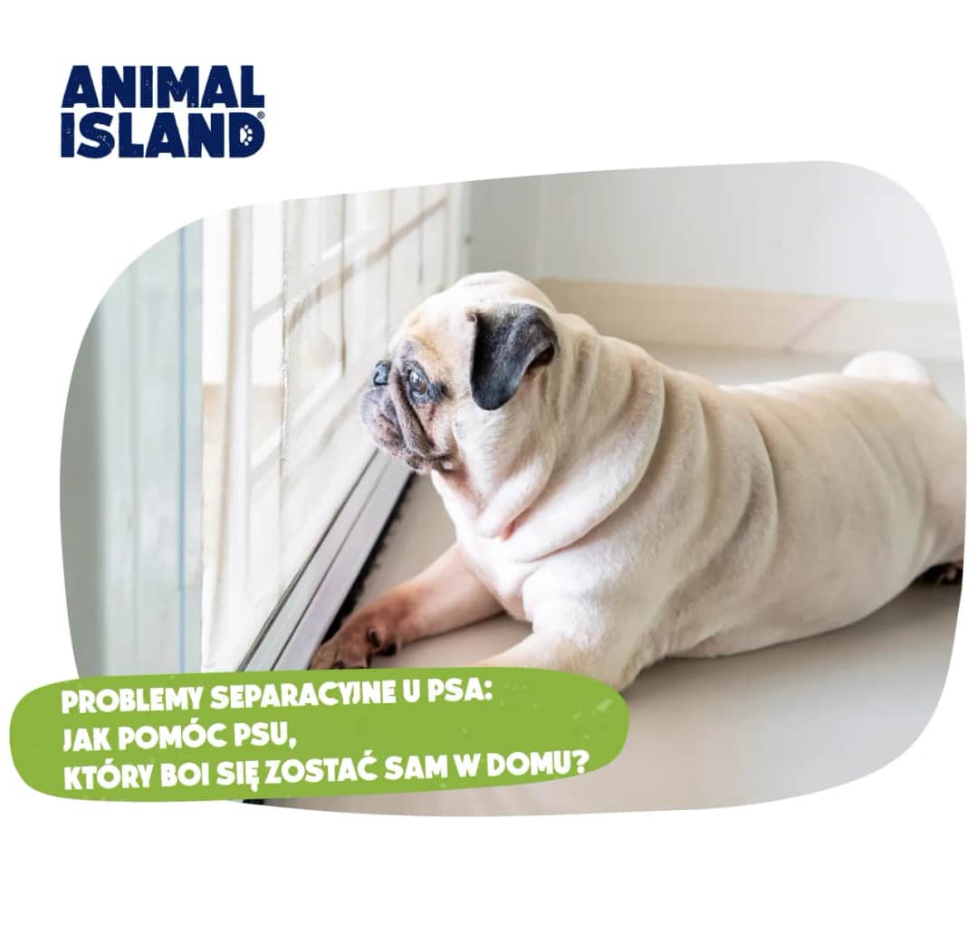 Jak nauczyć szczeniaka samotności? Uniknij lęku separacyjnego!