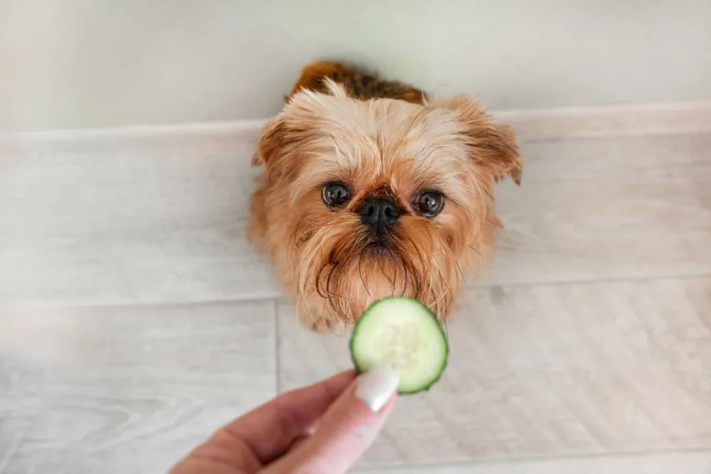 Czy pies może jeść ogórki kiszone? Weterynarz ostrzega!