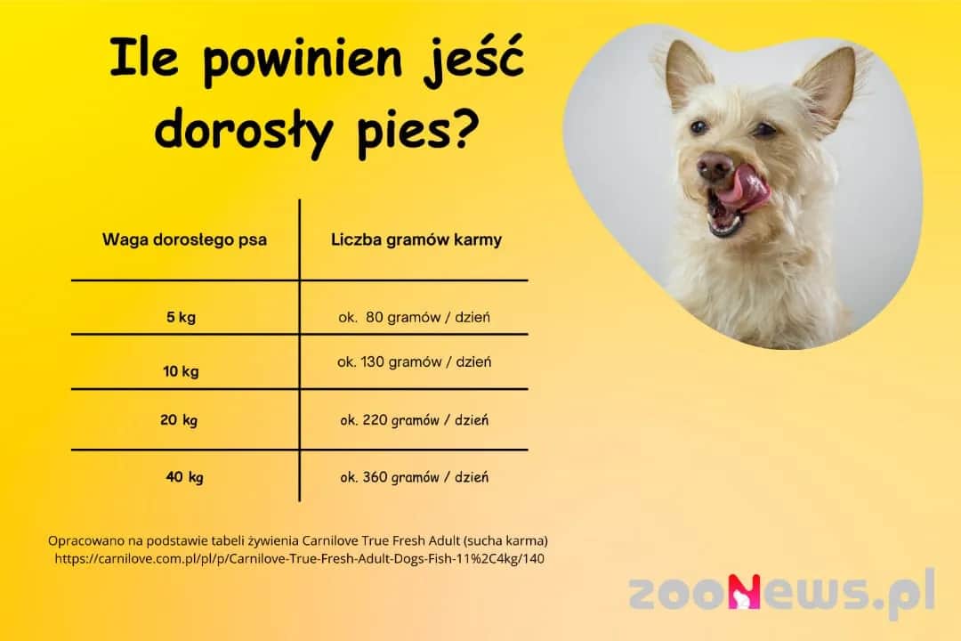 Ile gotowanego jedzenia dla psa? Oblicz dawkę i karm zdrowo