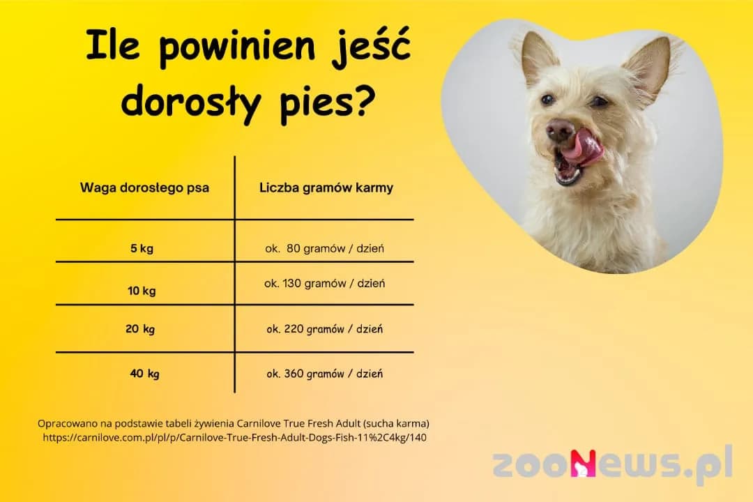 Ile gotowanego jedzenia dla psa? Oblicz dawkę i karm zdrowo