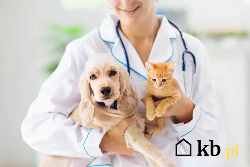 Ile zarabia weterynarz po studiach? Poznaj realne stawki od 4800 zł