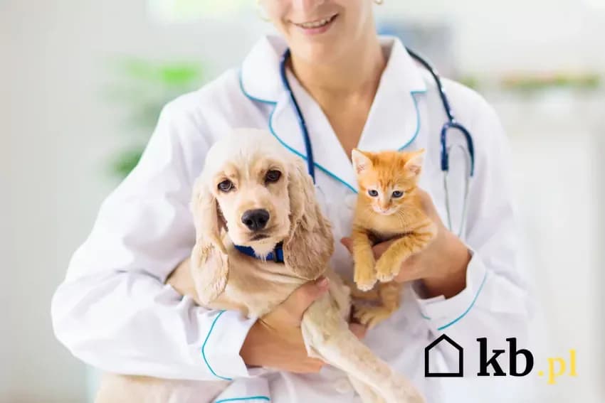 Ile zarabia weterynarz po studiach? Poznaj realne stawki od 4800 zł