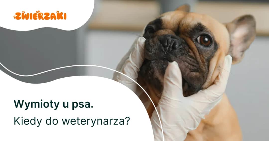 Pies wymiotuje: Kiedy do weterynarza? Lista objawów alarmowych