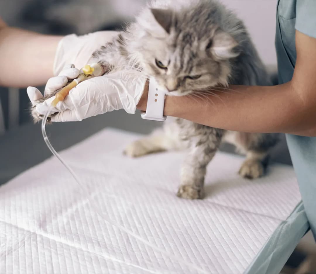 Sterylizacja kotki: Pełny koszt (200-750 zł) i sposoby na oszczędności