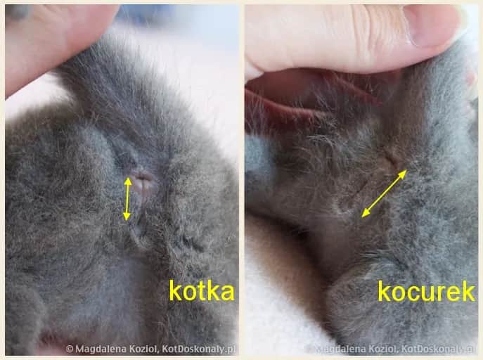 Rozpoznaj płeć kotka: Odległość i kształt to klucz!