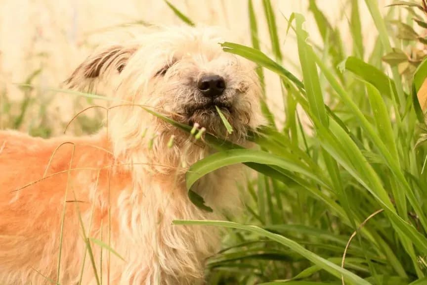 Azofoska dla psa: Toksyczna! Objawy, pomoc i bezpieczne alternatywy