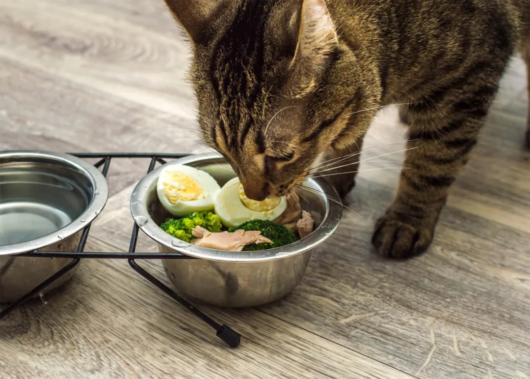 Kot może jeść jajko? Tak, ale poznaj 4 zasady bezpieczeństwa!