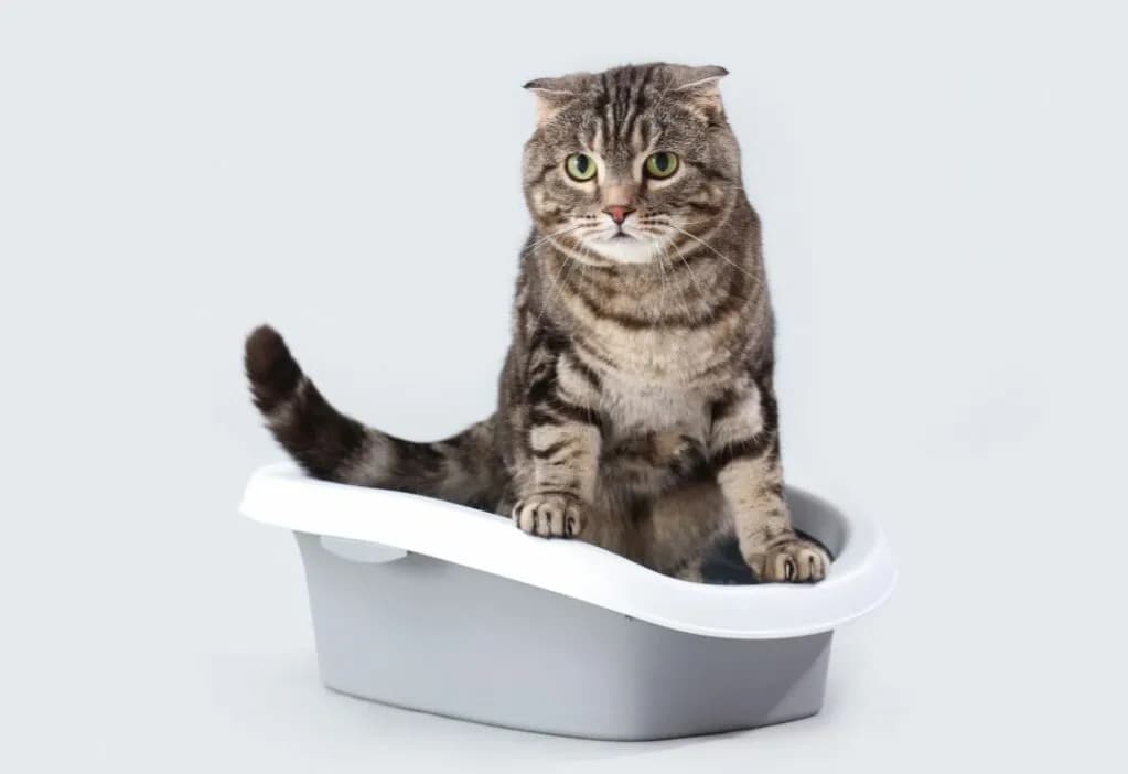 Sikanie poza kuwetą: choroba czy stres? Jak pomóc kotce?