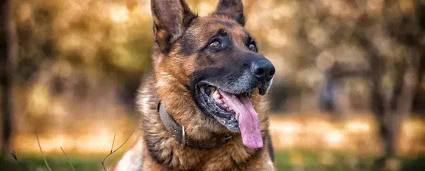 Ile je owczarek niemiecki? Dawkowanie, karma, zdrowie!